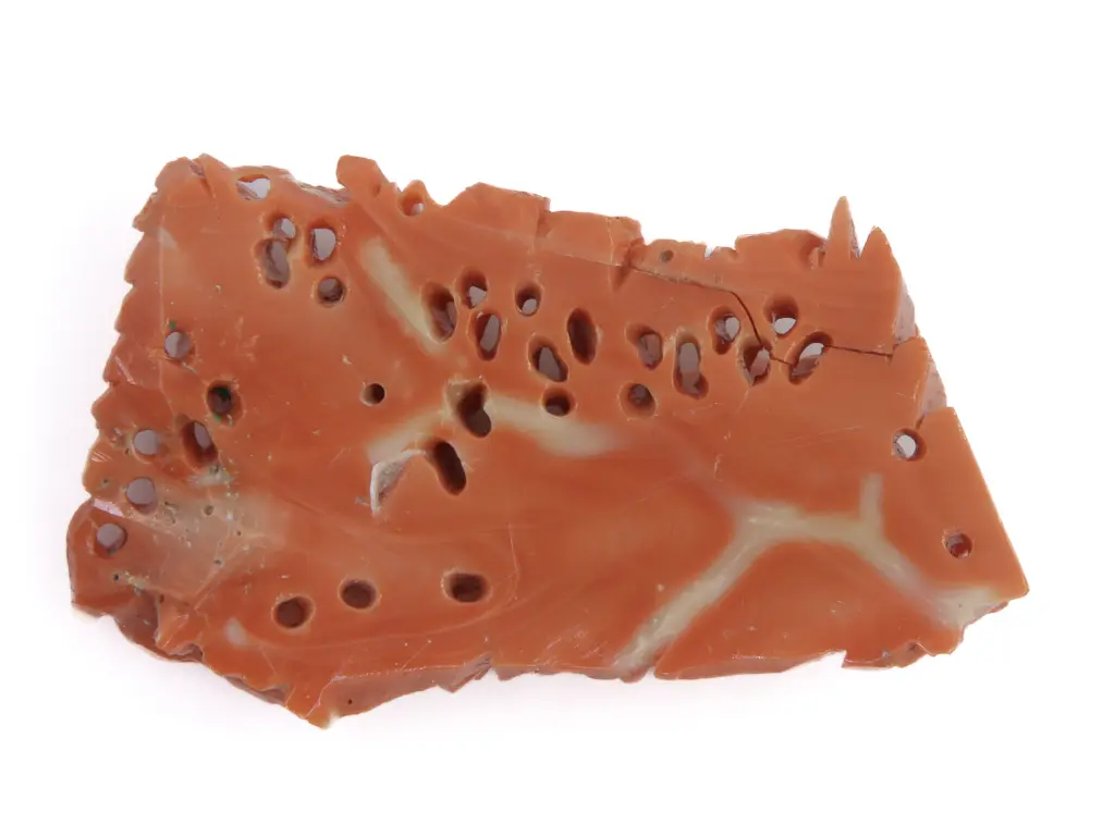 cammeo MTR20240003993-529.webp